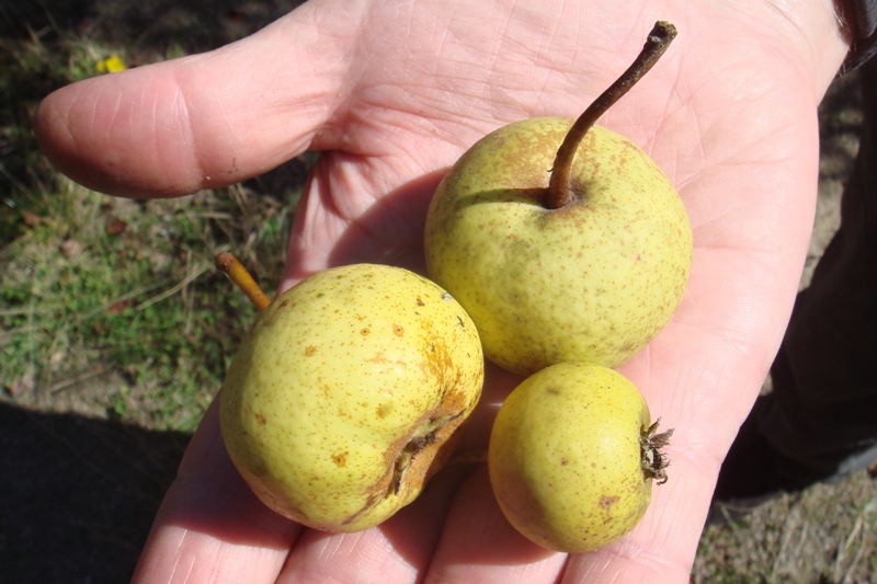 Image of Pyrus caucasica specimen.