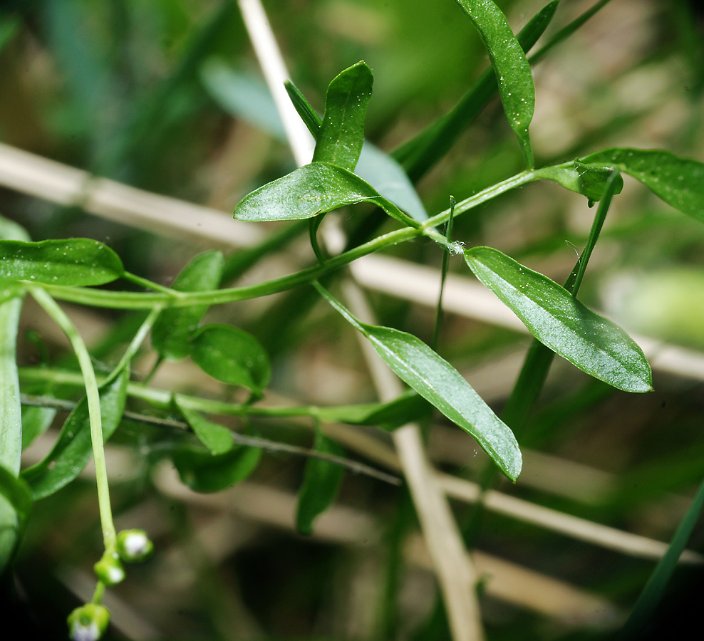 Image of Cardamine dentata specimen.