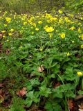 Ranunculus constantinopolitanus. Цветущие растения. Крым, Байдарская долина. 29 апреля 2009 г.