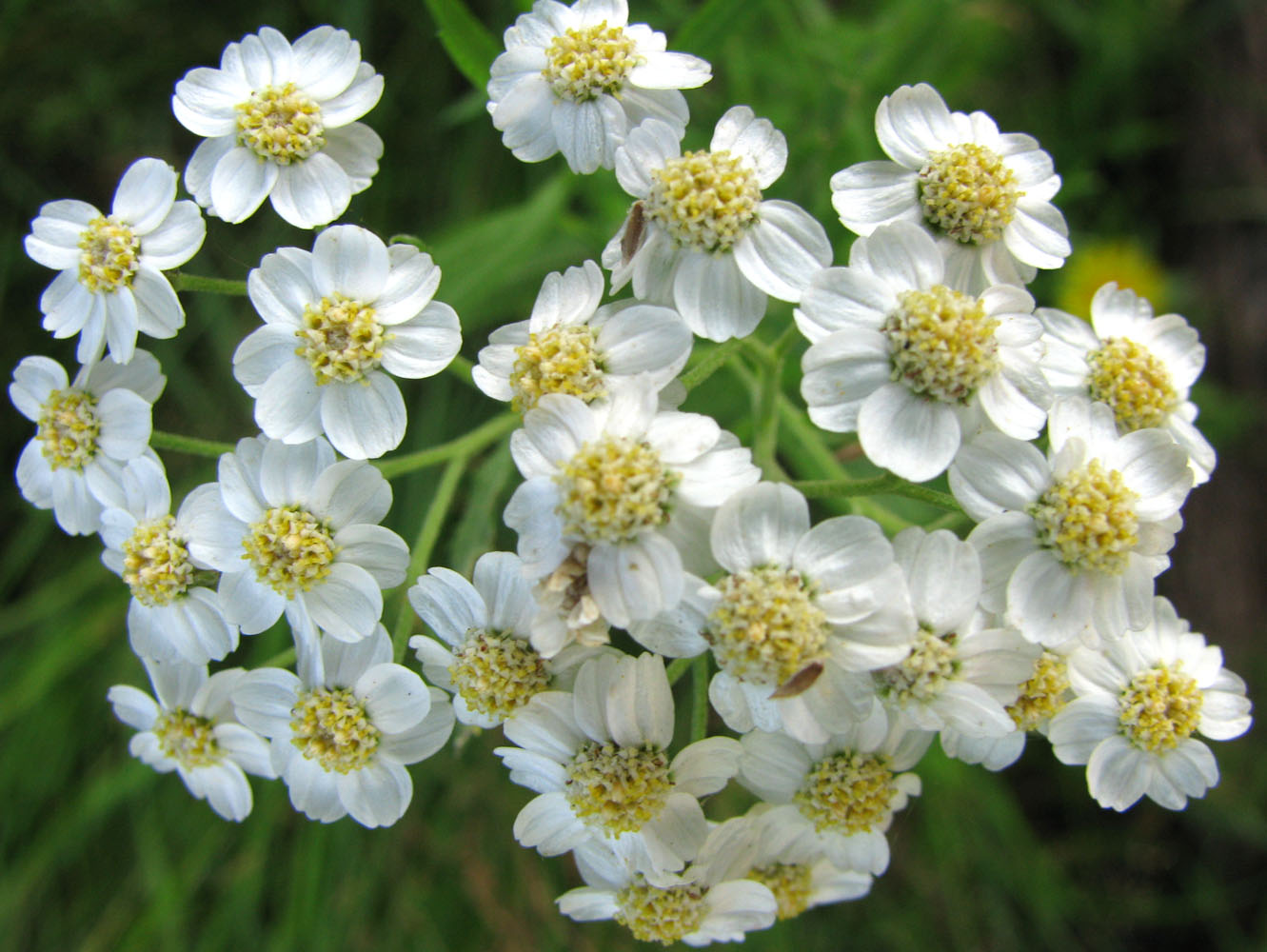 Изображение особи Achillea cartilaginea.