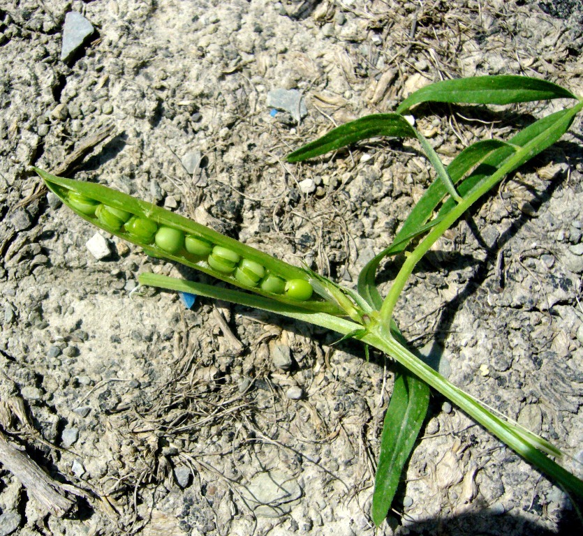 Image of Vicia angustifolia specimen.