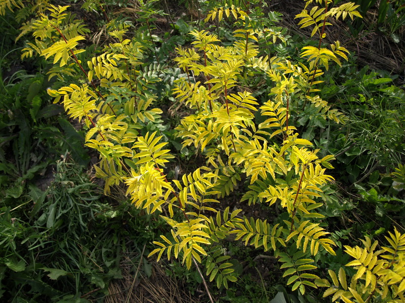 Изображение особи род Sorbus.