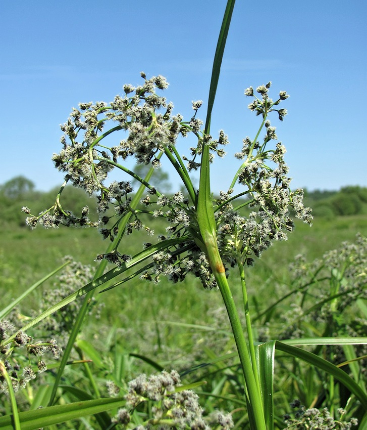 Image of Scirpus sylvaticus specimen.