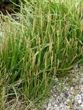 Plantago maritima. Цветущие растения. Мурманская обл., Кандалакшский р-н, пос. Лувеньга, литораль Белого моря. 30.07.2010.