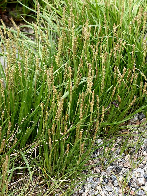 Image of Plantago maritima specimen.