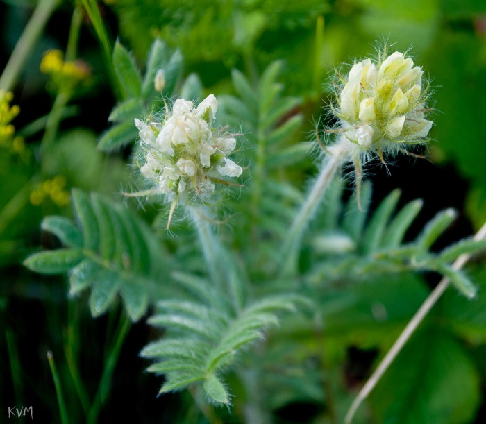 Image of Oxytropis pilosa specimen.