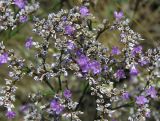 Limonium sareptanum