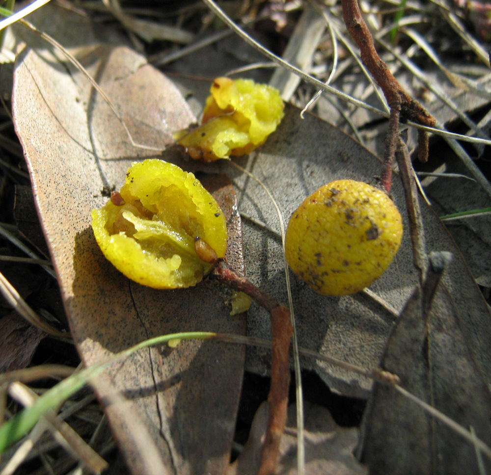 Image of Arbutus andrachne specimen.