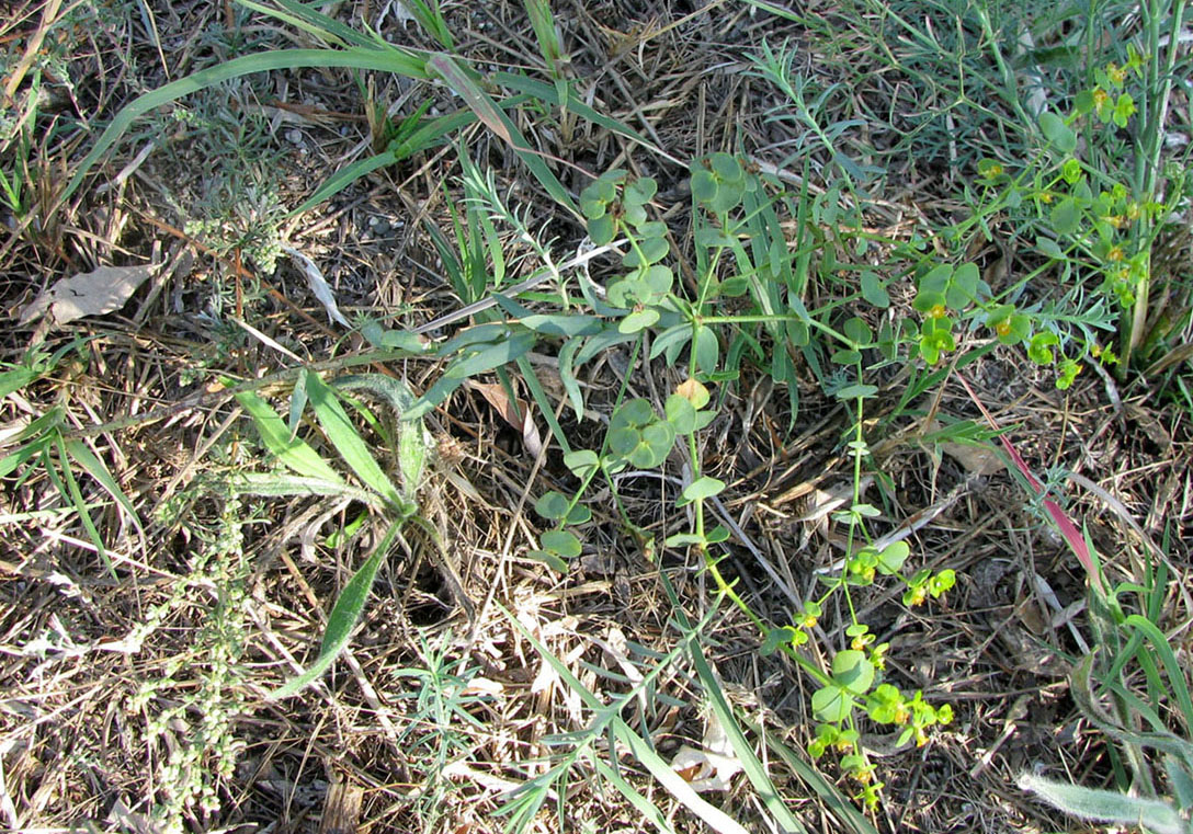 Image of genus Euphorbia specimen.