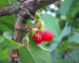 Lonicera fragrantissima. Часть ветви с соплодием. Крым, Ялта, в культуре. 9 мая 2012 г.