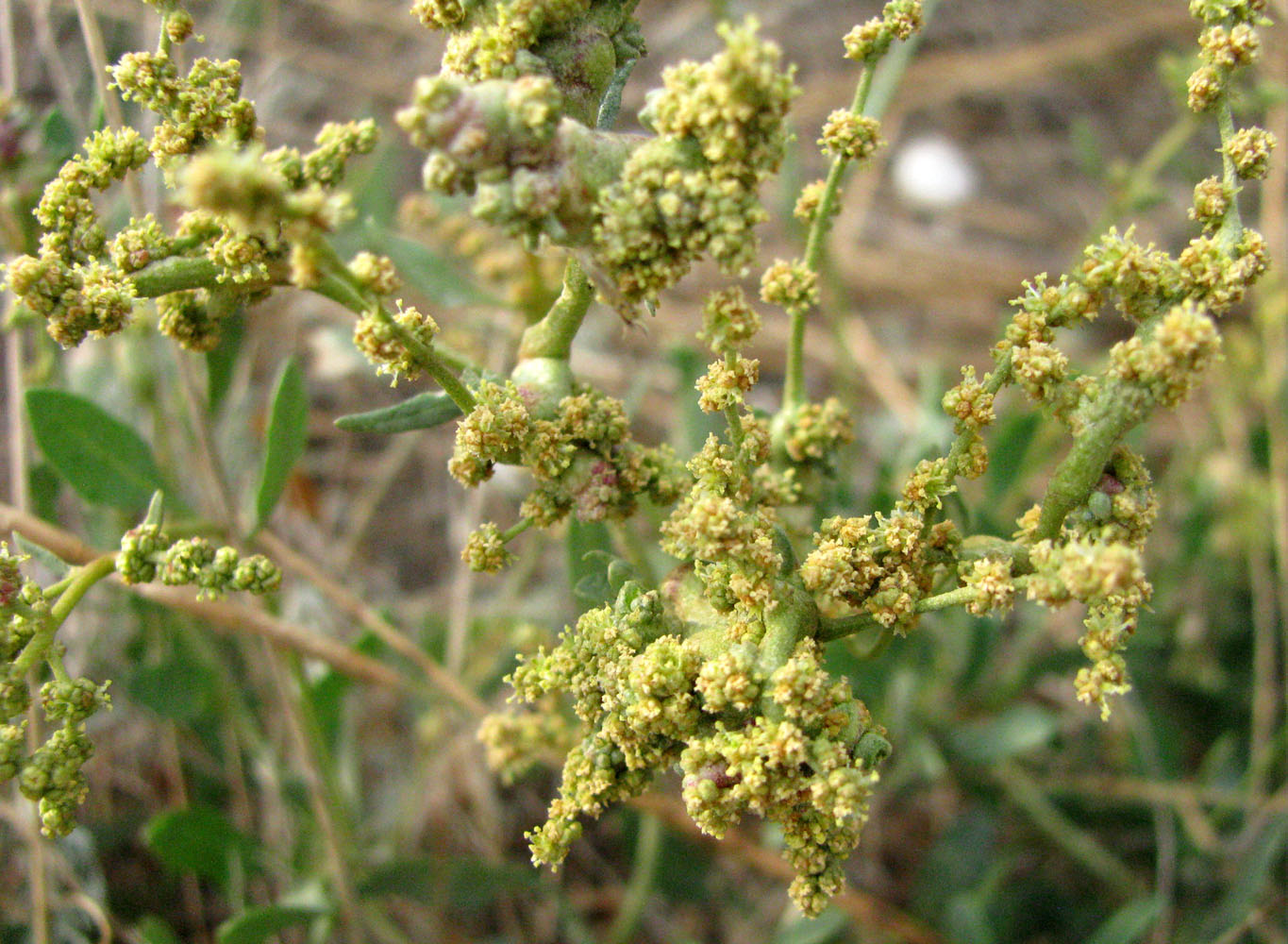 Image of Halimione verrucifera specimen.