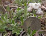 Antennaria dioica. Цветущее растение. Архангельская обл., г. Северодвинск, о. Ягры, луг на дюне. 01.06.2012.