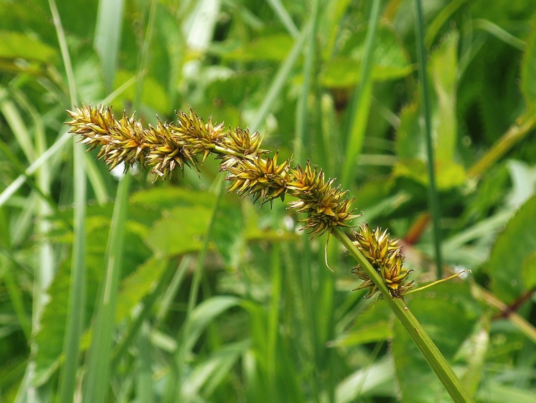 Image of Carex vulpina specimen.