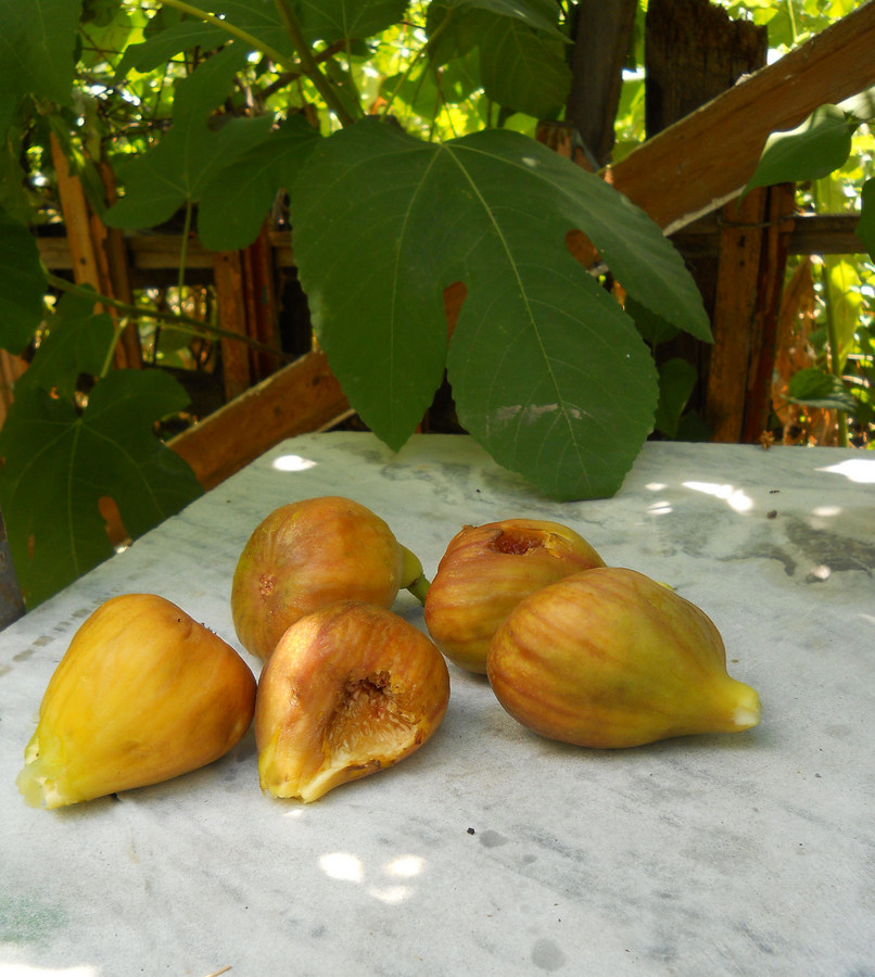 Image of Ficus carica specimen.