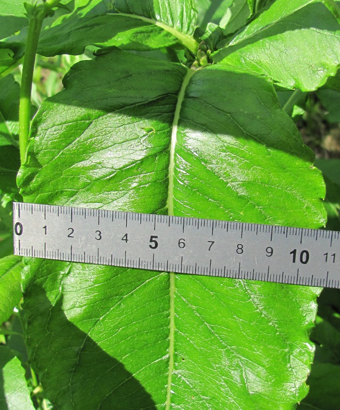 Image of Salix gmelinii specimen.