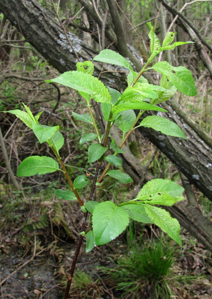 Изображение особи Salix myrsinifolia.