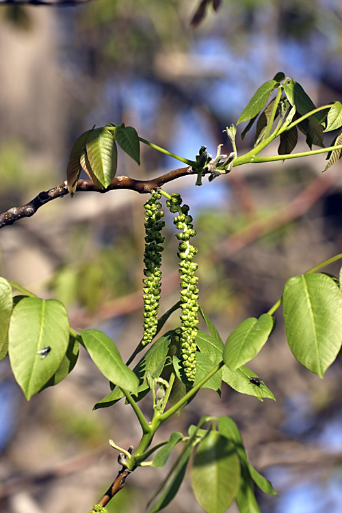 Image of Juglans regia specimen.