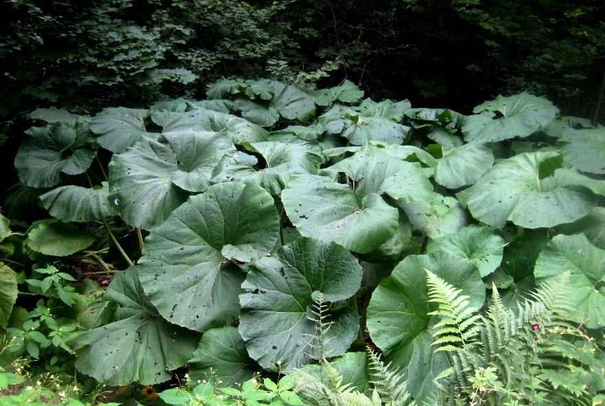 Image of Petasites amplus specimen.