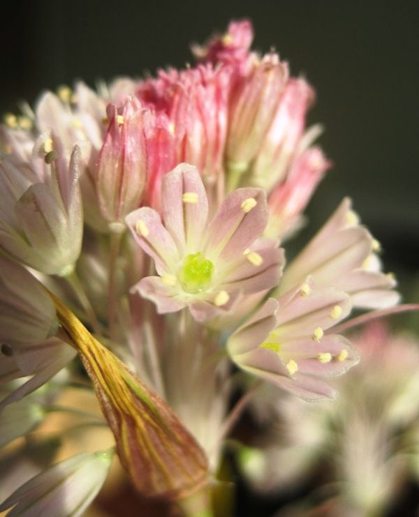 Image of Allium kunthianum specimen.