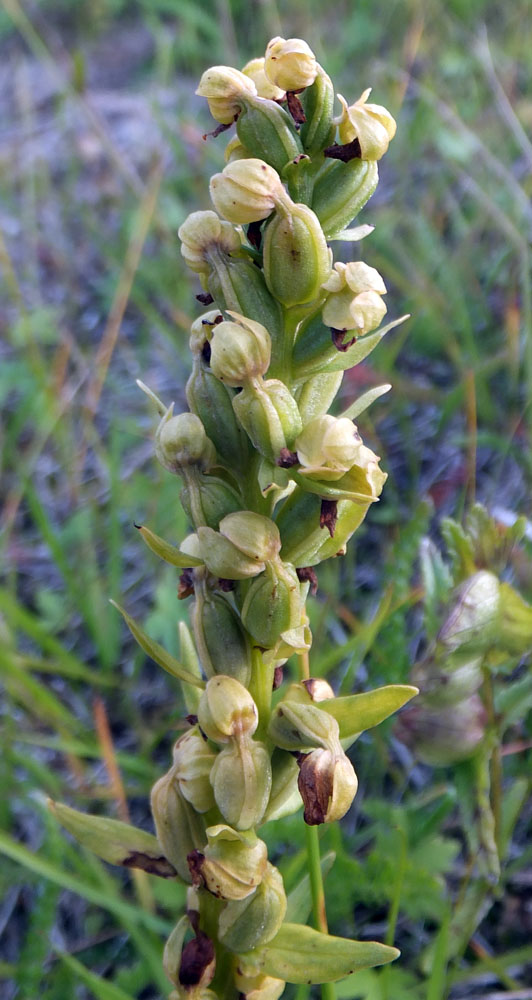 Изображение особи Dactylorhiza viridis.