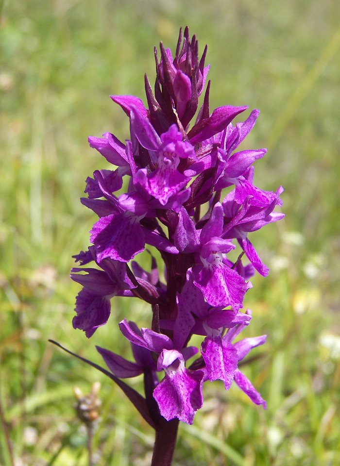 Image of Dactylorhiza euxina specimen.