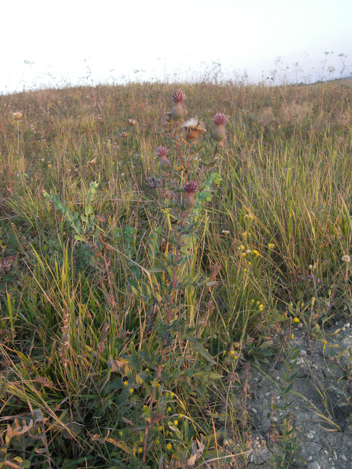 Image of Cirsium arachnoideum specimen.