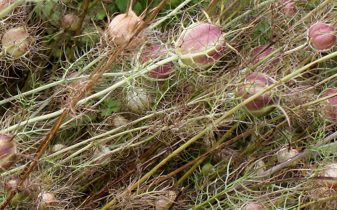 Image of Nigella damascena specimen.