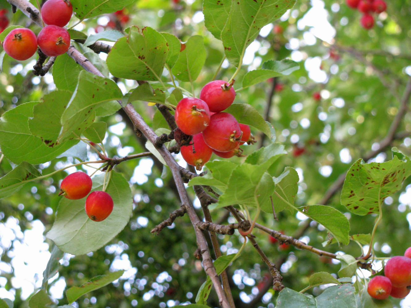 Image of Malus prunifolia specimen.