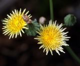 Sonchus oleraceus. Соцветия. Московская обл., Раменский р-н, окр. дер. Хрипань, садовый участок. 22.07.2012.