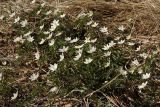 Anemone nemorosa. Куртина цветущих растений на сырой луговине. Санкт-Петербург, г. Ломоносов, парк. 01.05.2009.