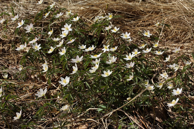 Image of Anemone nemorosa specimen.