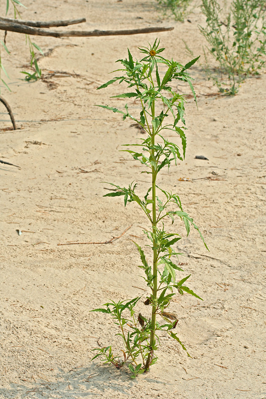 Image of Bidens radiata specimen.