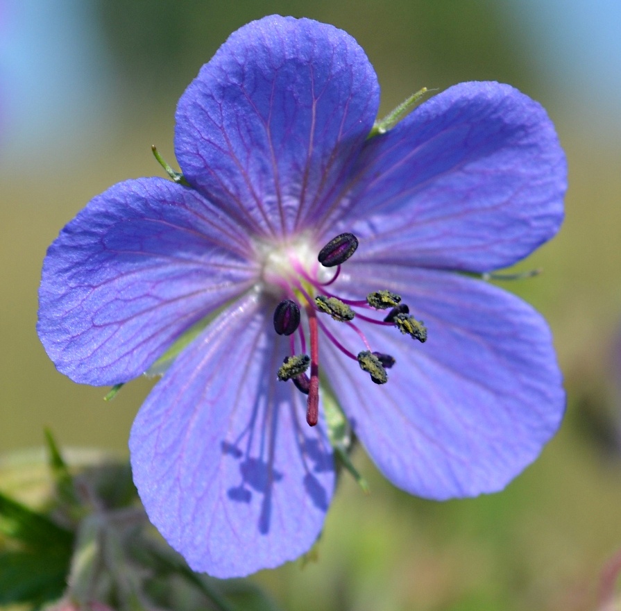 Image of Geranium pratense specimen.