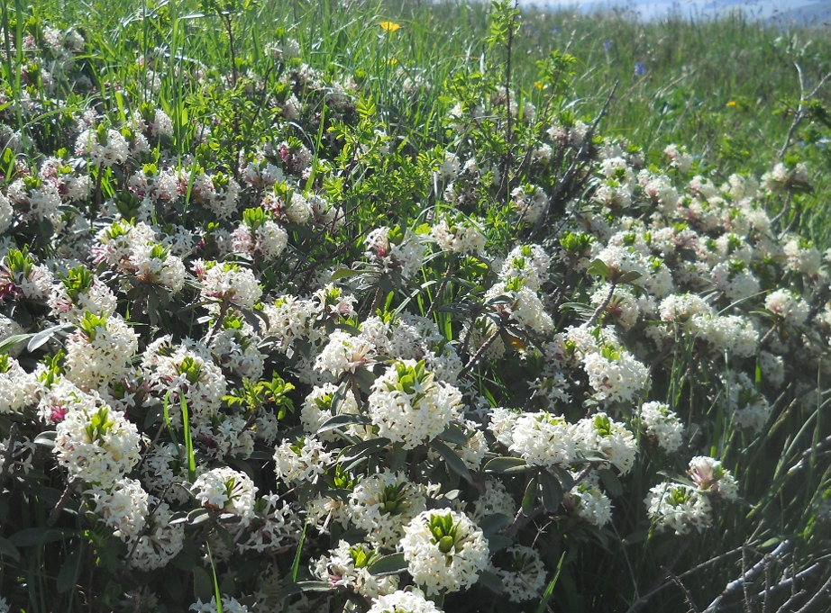 Image of Daphne glomerata specimen.