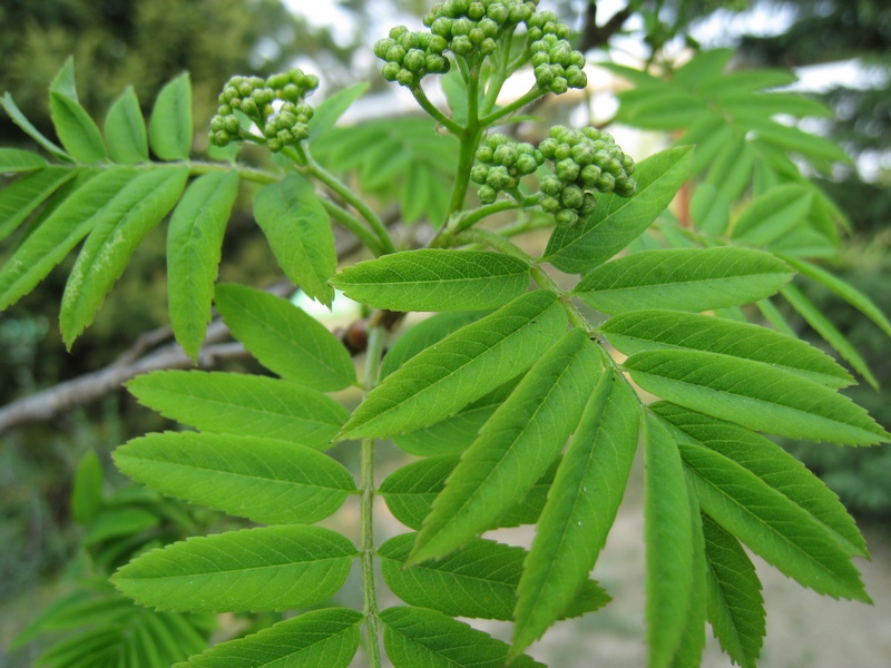 Image of Sorbus aucuparia specimen.