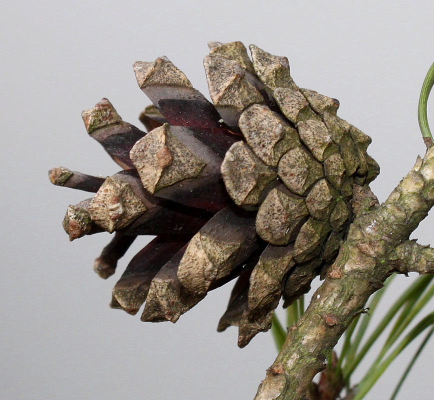 Image of Pinus sylvestris specimen.