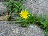 Смотреть изображение Taraxacum lineare