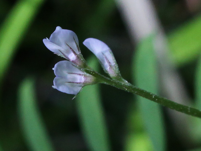 Image of Vicia hirsuta specimen.