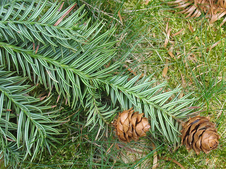 Image of Cunninghamia lanceolata specimen.