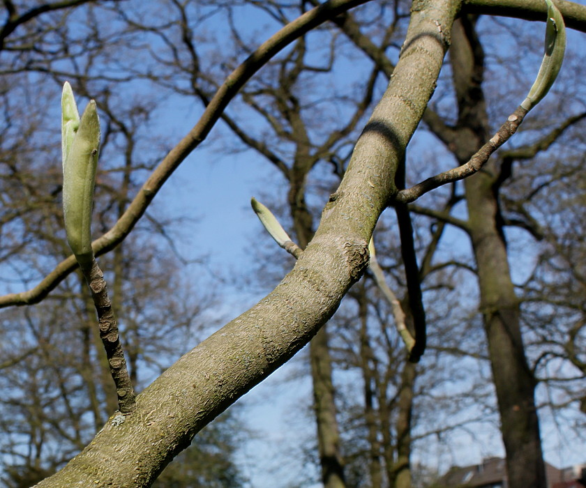 Image of Magnolia macrophylla specimen.