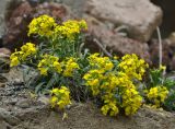 Erysimum wagifii