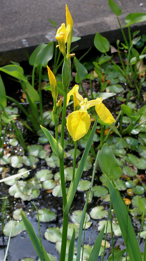 Изображение особи Iris pseudacorus.