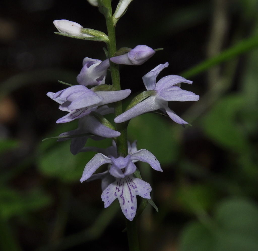 Изображение особи Dactylorhiza saccifera.