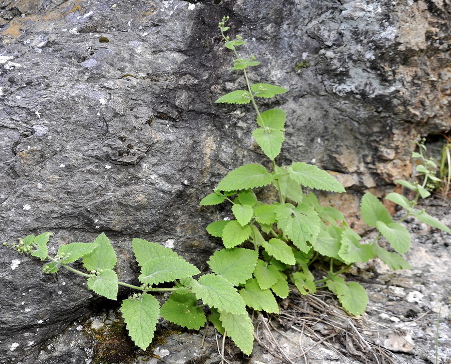 Image of genus Scrophularia specimen.