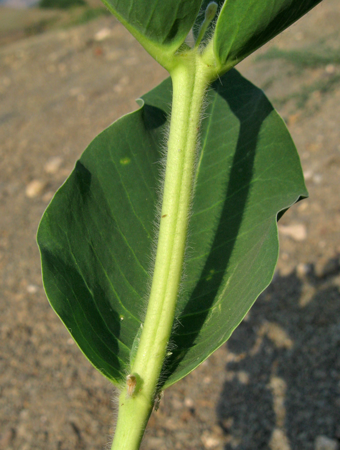 Image of Euphorbia marginata specimen.