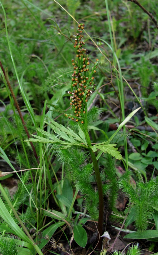 Изображение особи Botrychium lanceolatum.