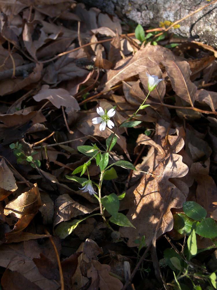 Image of Cerastium holosteum var. meyerianum specimen.