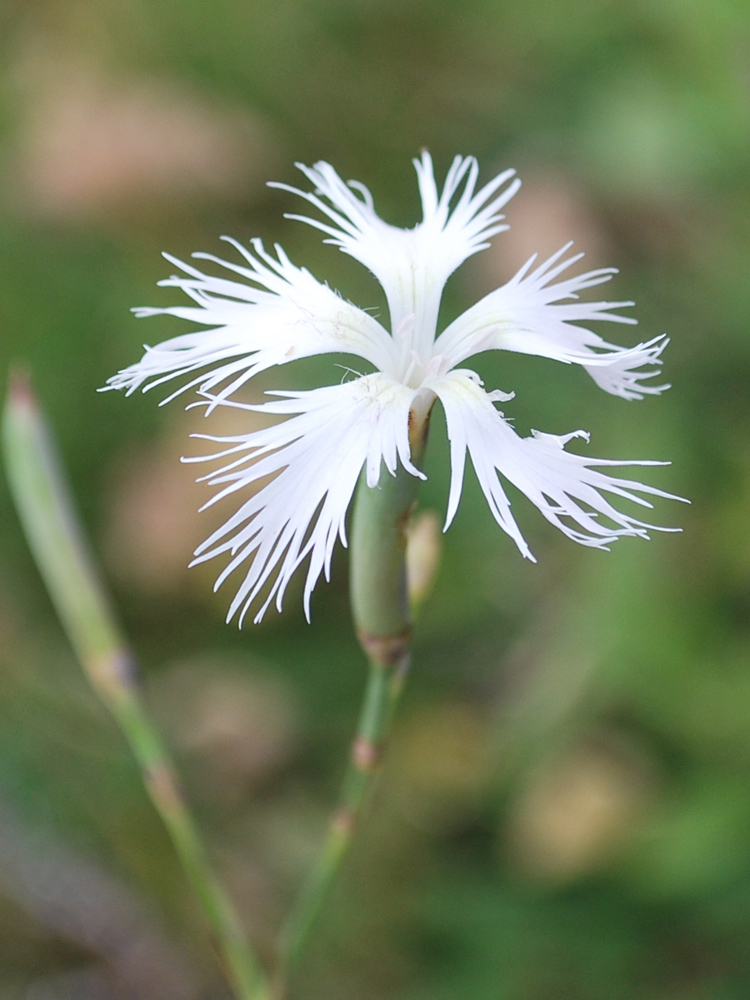 Изображение особи Dianthus hoeltzeri.