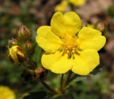 Potentilla fragarioides. Цветок и бутоны. Приморский край, Спасский р-н, с. Хвалынка, дубняк леспедециевый. 07.05.2013.