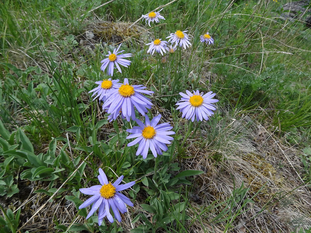 Image of Aster serpentimontanus specimen.